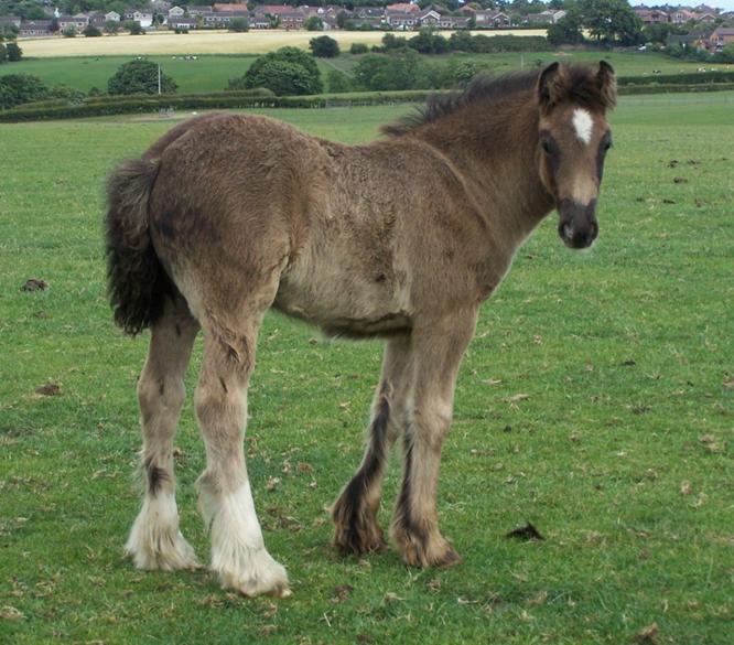 Click for larger image